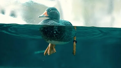 A duck floating in the water, half submerged, as seen through a tank at a zoo Stock Footage 331074243