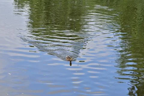 A duck floating on the water leaves a wake. Reflection. Day. Foto stock