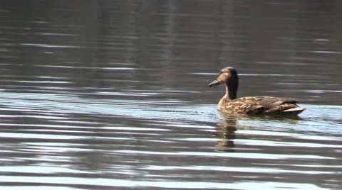 Duck floating on the water surface Stock Footage 37271954