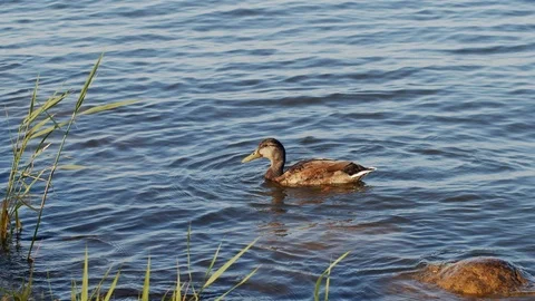 Duck floating on water surface trying to get feed upside down slow motion  Stock Footage 112759411
