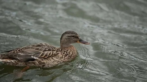 Duck floats around the lake Stock Footage 80873076