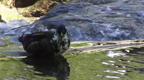 The duck floats on the lake Stock Footage 25779146