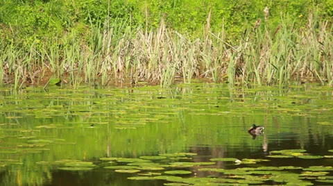 Duck Floats On Lake Stock-Footage 37825327