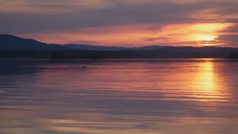 A duck floats on the surface of the water at sunset. Mirror reflection. Stock Footage 240725062