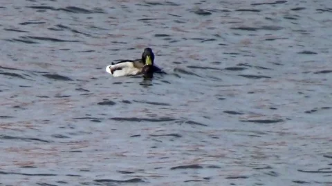 Duck floats on water Stock Footage 75241950