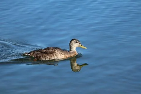 Duck floats on water Stock Photos