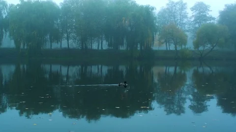 Duck floats on water in the reflection of the trees in foggy weather Video stock 81564317