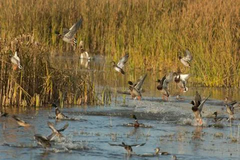 Duck Flock Stock Photos