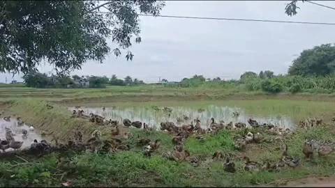 Duck Flock Resting Under Tree Beside Rice Field in Rural Vietnam Vídeos de archivo 336172643