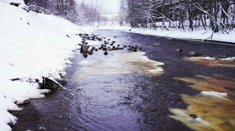 Duck flock at river shore Stock Footage 36173448