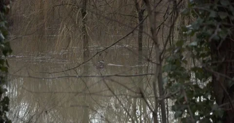 Duck in flood 動画素材 147749383