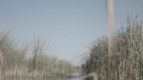 Duck Flushing Slow Motion Tracking Sunny Airboat Shot (Ungraded) Stock Footage 86957221