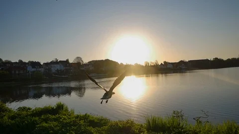 Duck flying away Stock Footage 102469578