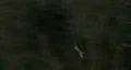 Duck Flying HD Footage