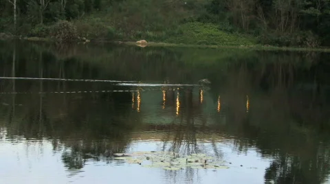 Duck Flying Stock Footage