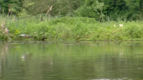 Duck flying Stock Footage 38385054