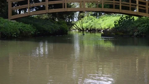 Duck Flying from Lake with Bridge Stock Footage 86623152