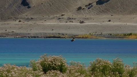 Duck flying over water surface and landing on Pangong Tso lake. Ladakh, India Stock Footage 89022101