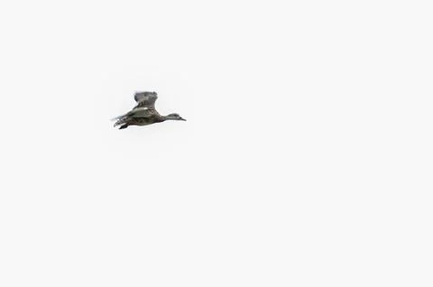 Duck Flying Foto stock