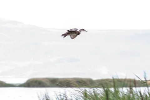 Duck Flying Stock Photos