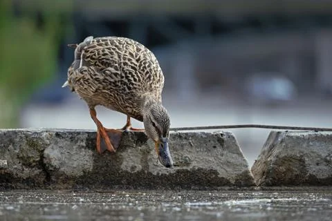 Duck focus Stock Photos