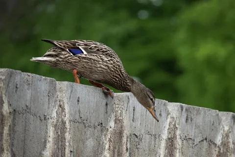 Duck focus Stock Photos