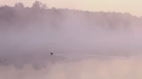 Duck in a fog Stock Footage 8766771