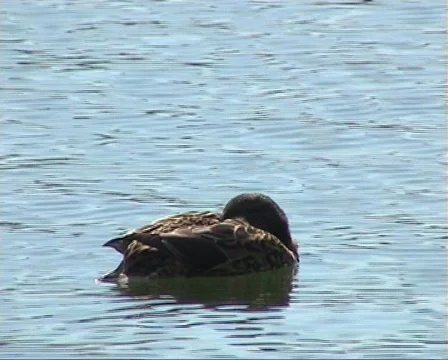 Duck Stock Footage 77662