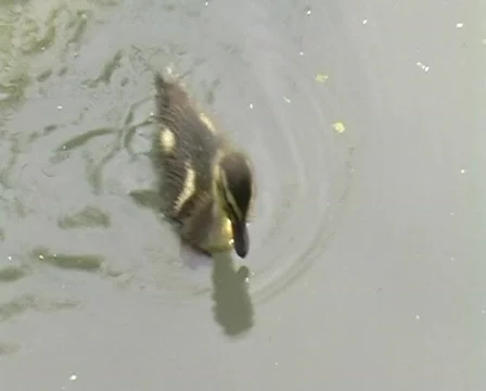Duck  Stock Footage 142347