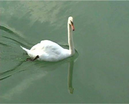 Duck Stock Footage 306390