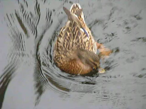 Duck Video stock 414865