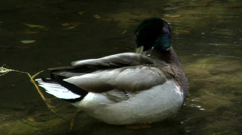 Duck Vídeo Stock 720920