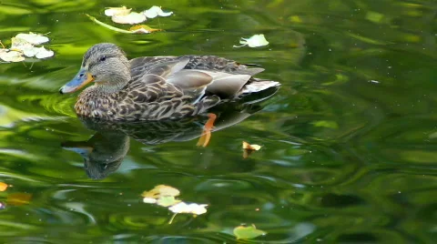 Duck Stock Footage 864606