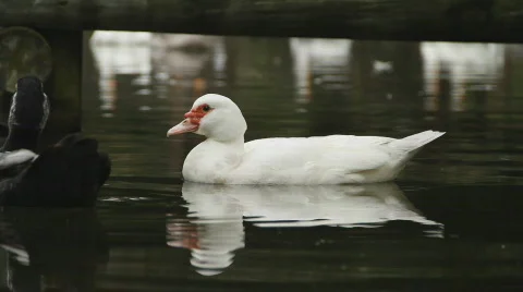 Duck Stock Footage 873841