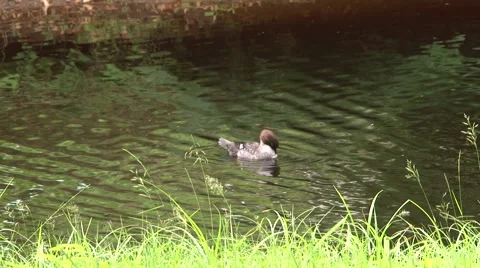 Duck Stock Footage 908469