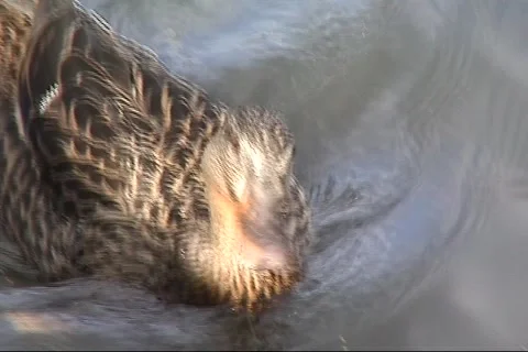 Duck Stock Footage
