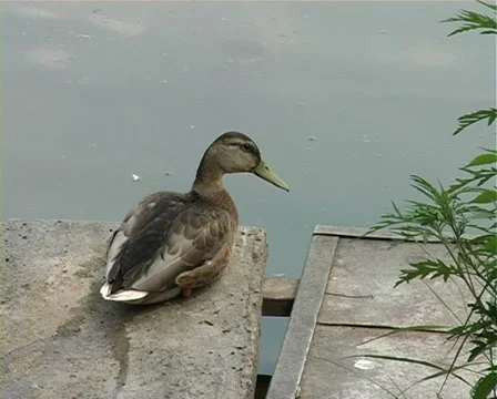 Duck Stock Footage 959108
