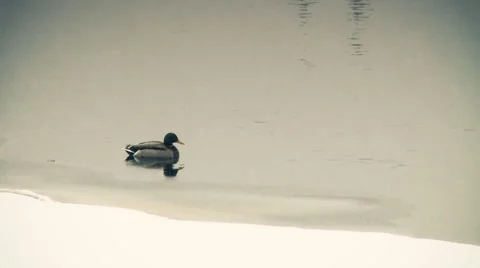 Duck Stock Footage 1079037