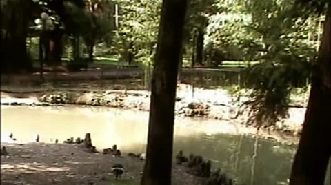 Duck Stock Footage 2001272