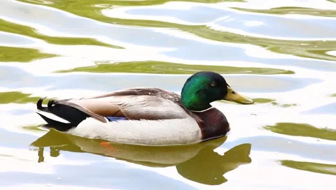 Duck Stock Footage 5285457