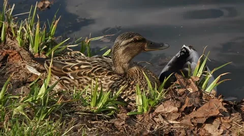 Duck Stock Footage 5504617