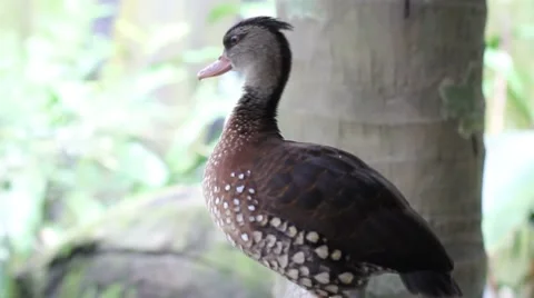 Duck Stock Footage 7762990