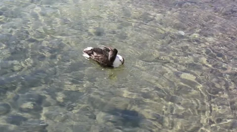 Duck Stock-Footage 7764876