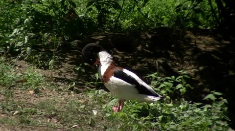 Duck Stock Footage 8601032