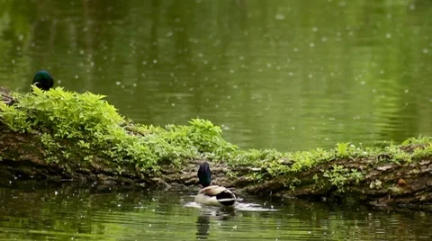 Duck Stock Footage 8621649