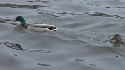 Duck Vidéo 8683526