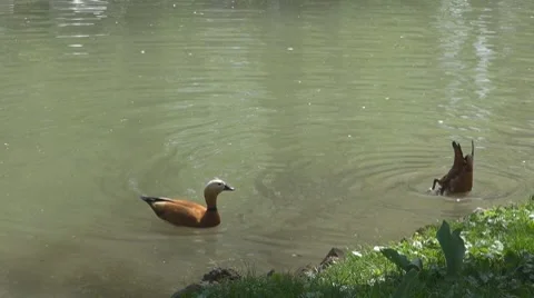 Duck Video stock 8683537