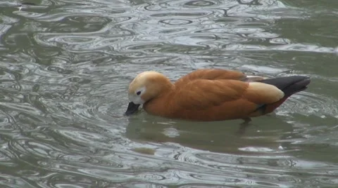 Duck Stock Footage 8683677