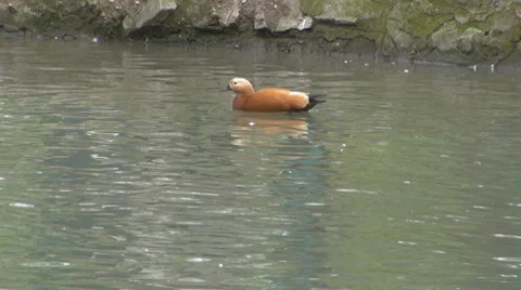 Duck Video stock 8683979