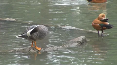 Duck Stock-Footage 8683984